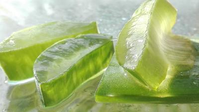 Aloe vera 1